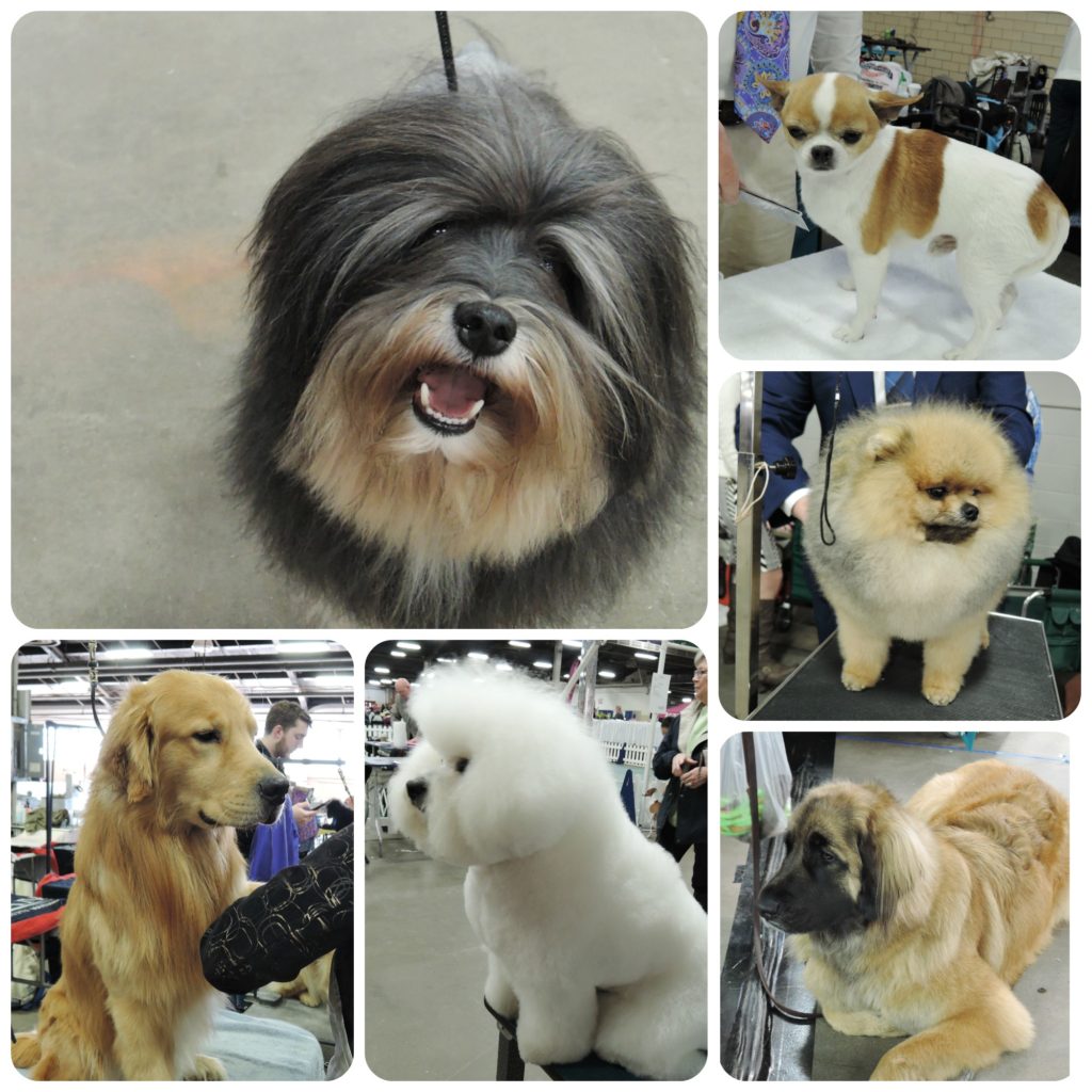 Which Dog Breed Has Won The Most Best In Shows Which Dog Breed Has Won The Most Best In Shows